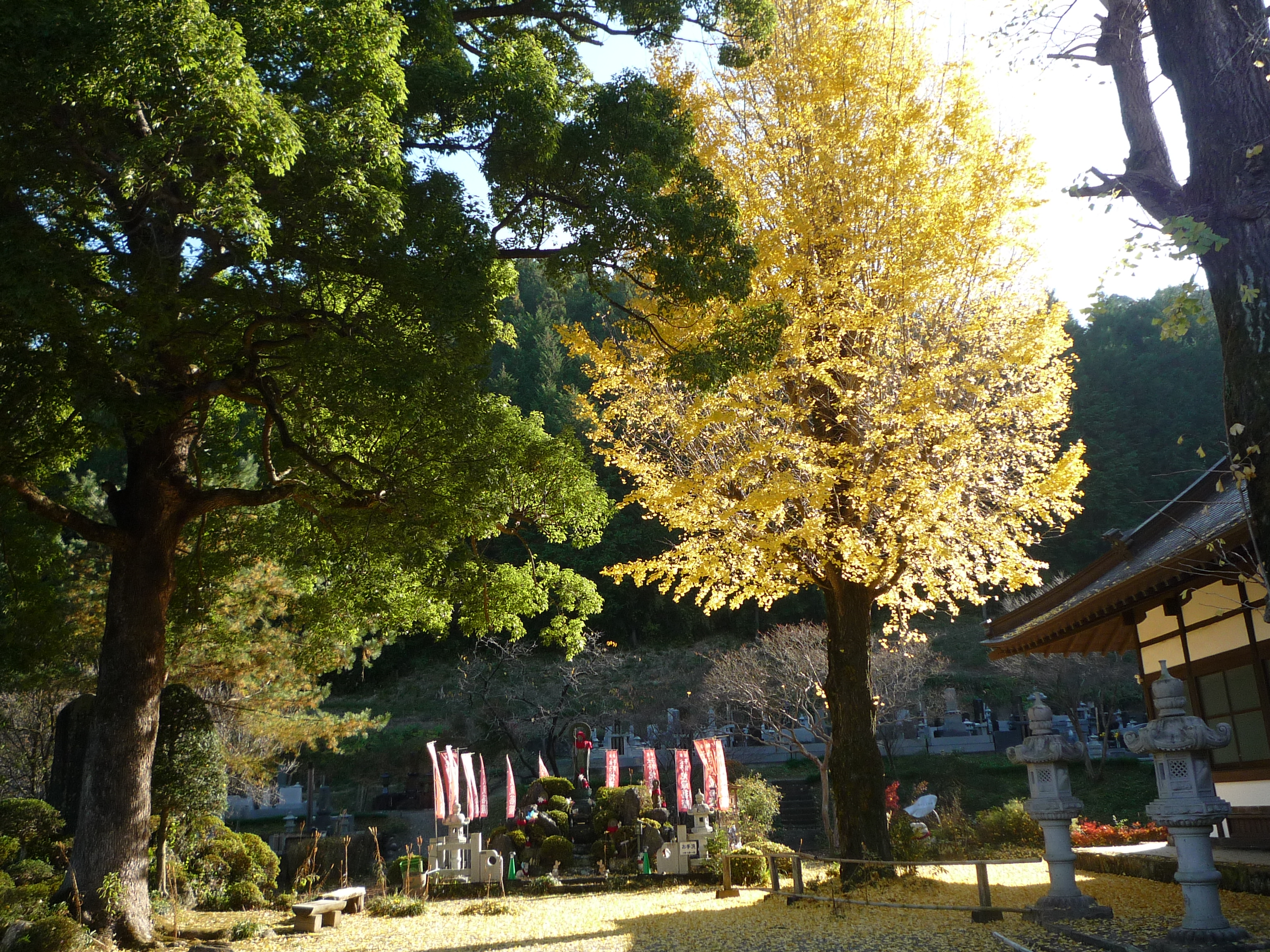 銀杏が色づく向陽寺の境内